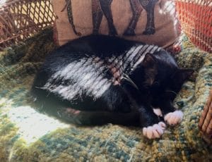 A mostly-black cat with white paws sleeps in a sunbeam atop a wicker chair and green afghan.