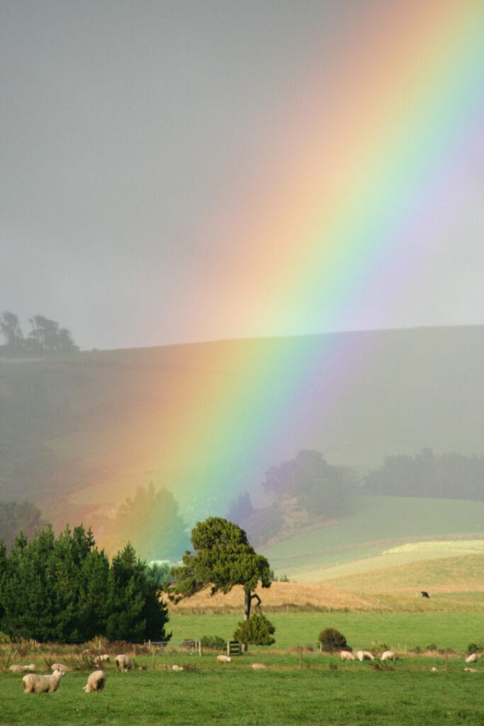 A photo of a rainbow appearing to end beyond a distant copse of trees in a field.